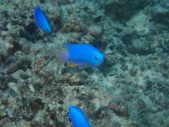Pomacentrus coelestis