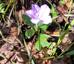 Ruellia caroliniensis