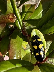 Castiarina