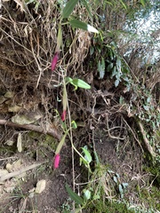 Tripterospermum lanceolatum