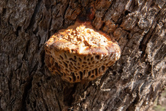 Hexagonia vesparia