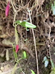 Tripterospermum lanceolatum