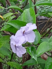 Brunfelsia uniflora