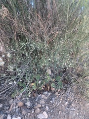 Eriogonum cernuum