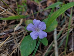Ruellia caroliniensis