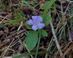 Ruellia caroliniensis