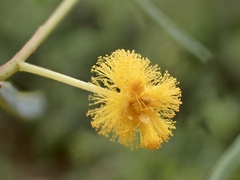 Acacia ligulata