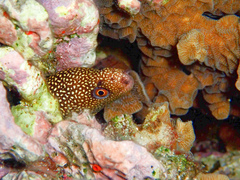 Gymnothorax miliaris
