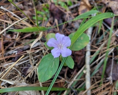 Ruellia caroliniensis