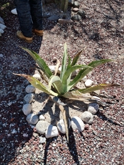 Asparagales
