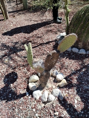 Opuntia streptacantha