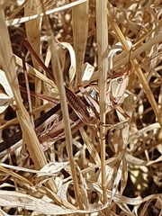 Tettigoniinae
