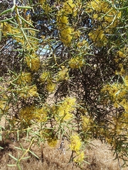 Hakea preissii