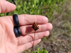 Xyris ambigua