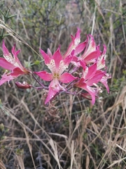 Alstroemeria hookeri