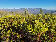 Arctostaphylos × benitoensis