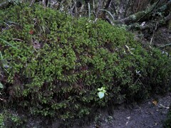 Dendroligotrichum tongariroense