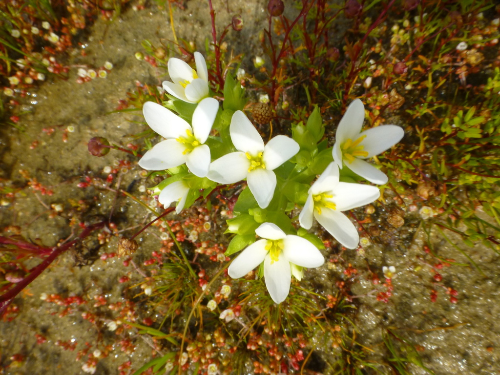 Exaceae