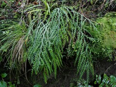 Asplenium flaccidum flaccidum