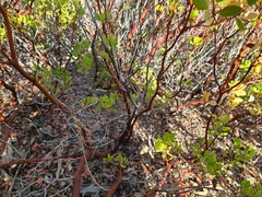 Arctostaphylos × benitoensis