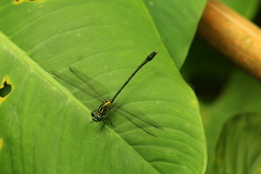 Leptogomphus lansbergei