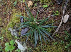 Celmisia major brevis