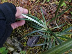 Celmisia major brevis