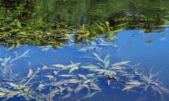 Potamogeton lucens