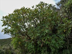 Pseudopanax colensoi