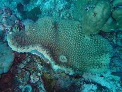 Duncanopsammia peltata