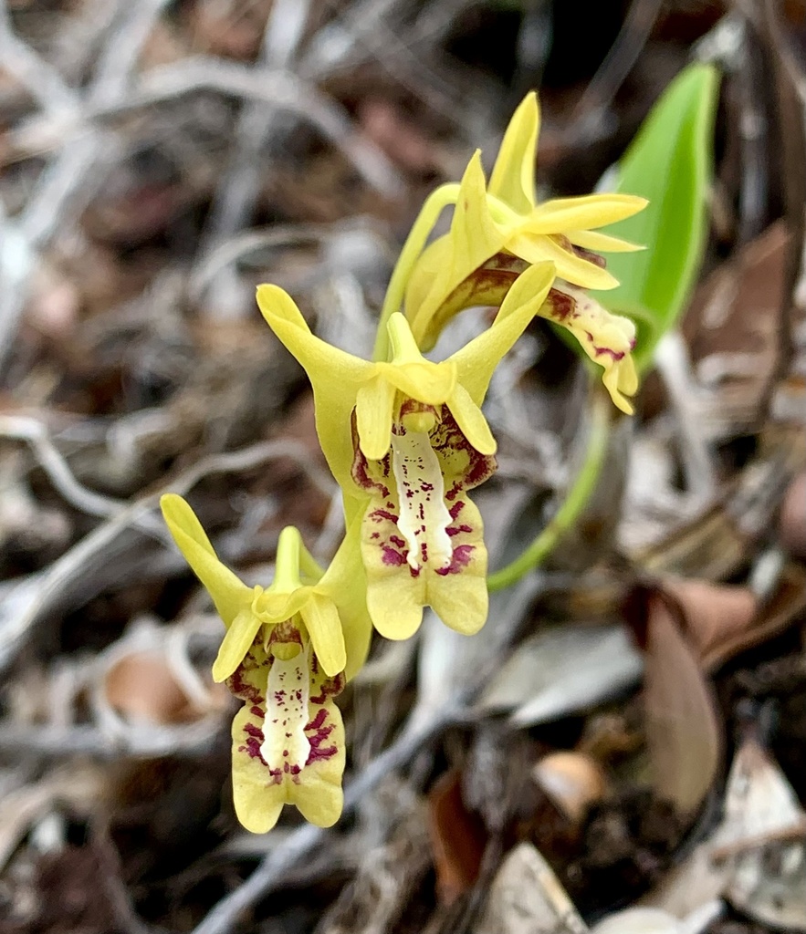 Dendrobium closterium Rchb.f. 2