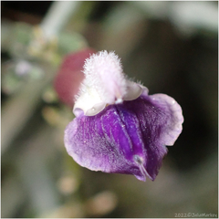 Scutellaria mexicana