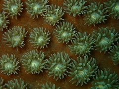 Duncanopsammia peltata