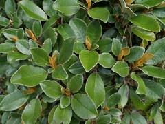 Brachyglottis elaeagnifolia