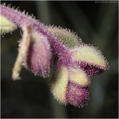 Scutellaria mexicana
