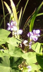 Iris virginica