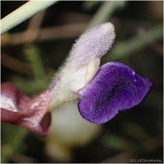 Scutellaria mexicana