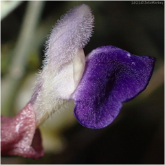 Scutellaria mexicana