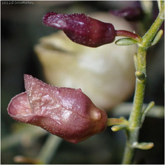 Scutellaria mexicana