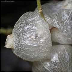 Scutellaria mexicana