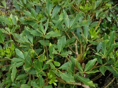 Pseudopanax colensoi