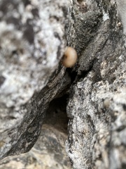 Bradybaena similaris