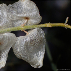 Scutellaria mexicana