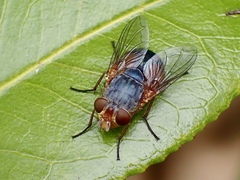 Calliphora dubia