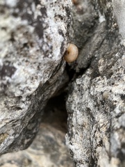 Bradybaena similaris