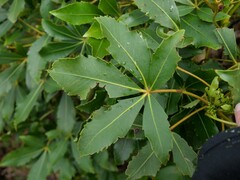 Pseudopanax colensoi