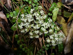 Anisotome aromatica