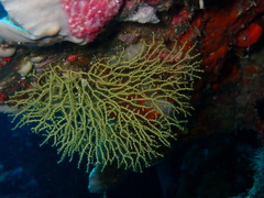 Melithaea