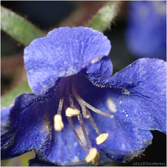 Phacelia campanularia