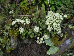 Anisotome aromatica